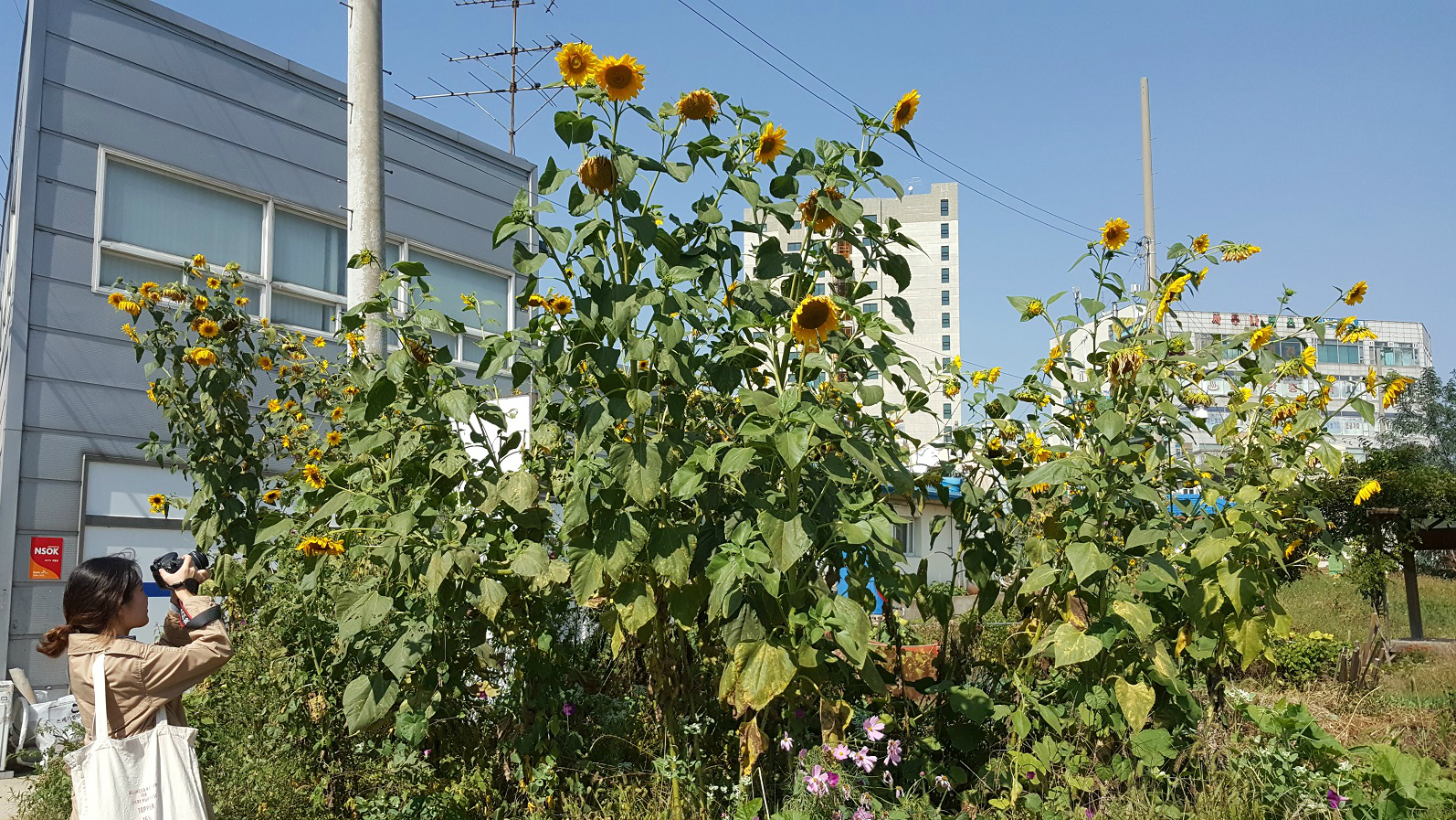 거리의 해바라기