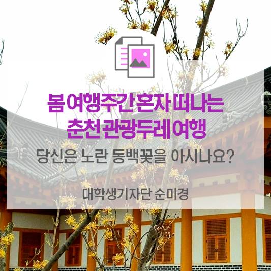 <봄 여행주간 혼자 떠나는 춘천 관광두레 여행> 당신은 노란 동백꽃을 아시나요?