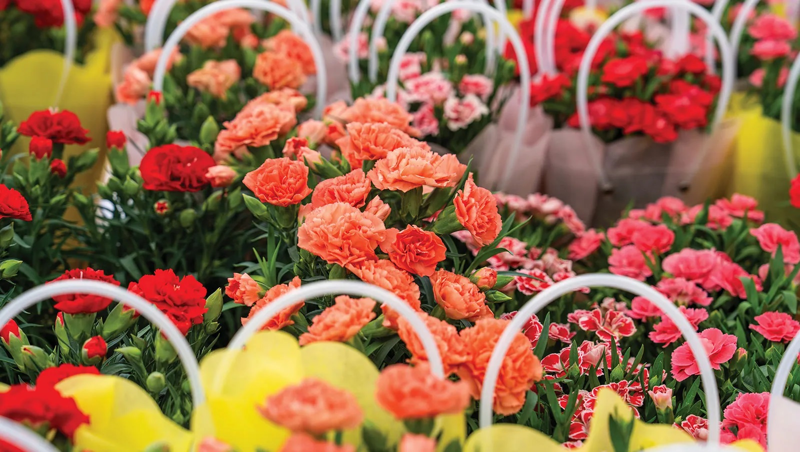 Yangjae Flower Market