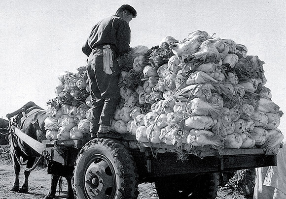 Merchant delivers cabbage for sale at the height of kimjang season